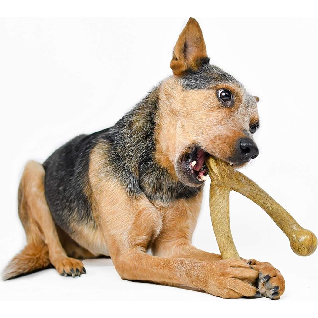 Juguete de Masticar Pet Qwerks BarkBone Mantequilla de Maní 20,96 cm