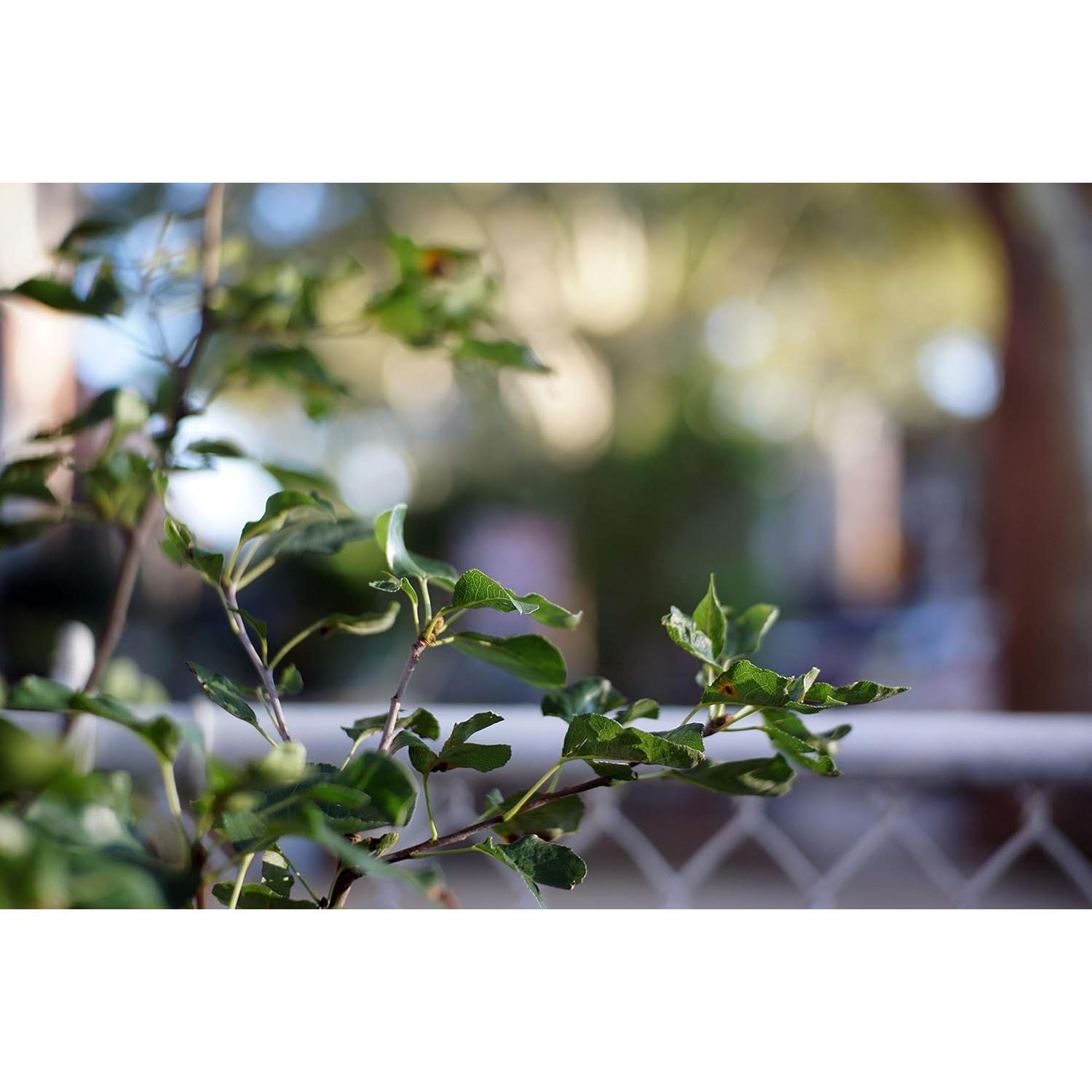 Lente Fotasy 35mm F1.6 Manual para Cámaras Sony E-Mount