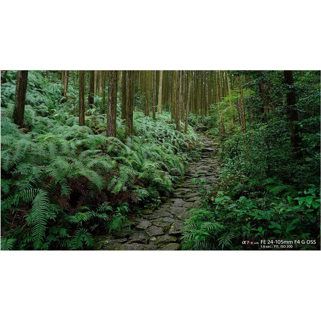 Lente Zoom Sony FE 24-105mm F4 G OSS para Cámaras E