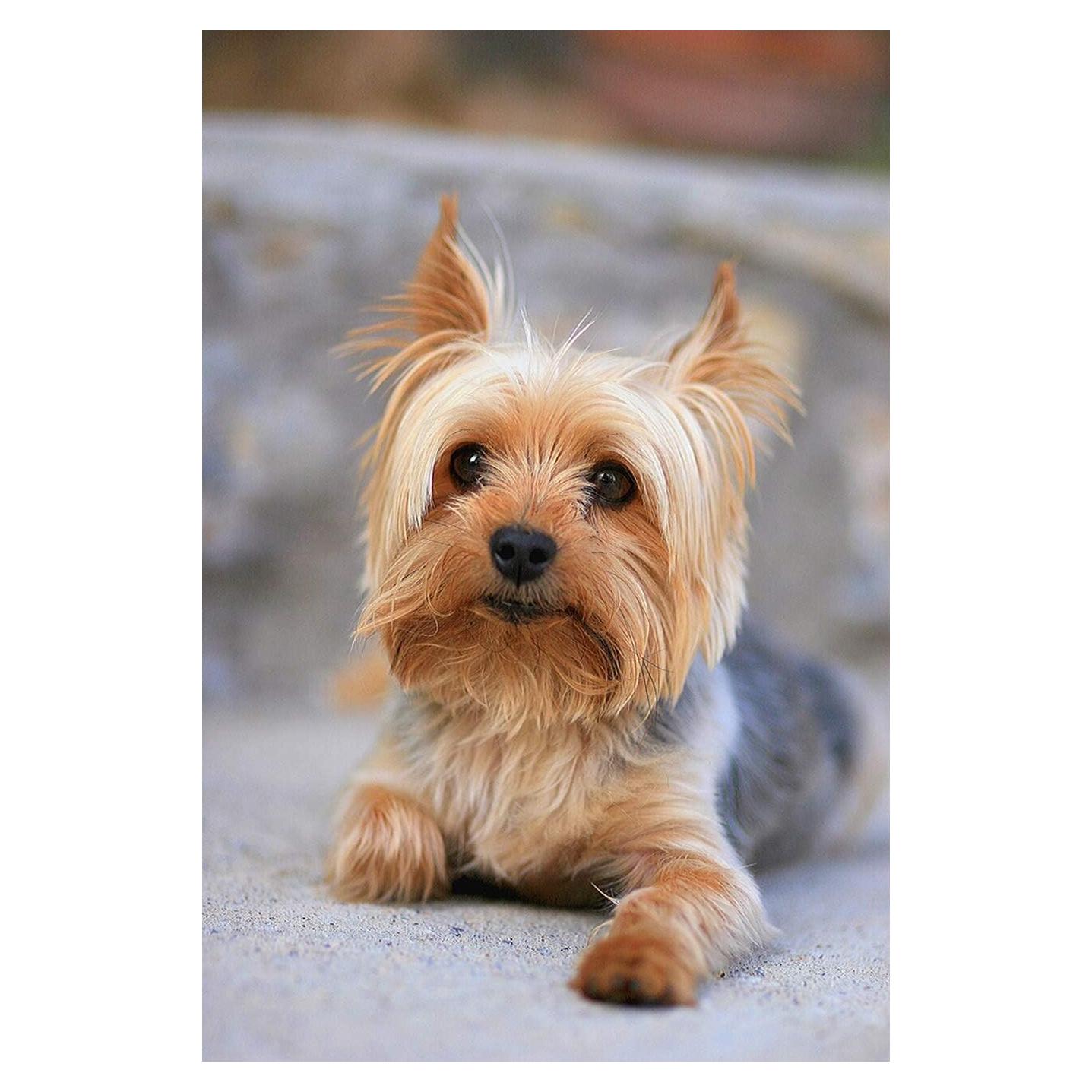 Rompecabezas de 1000 Piezas Yorkshire Terrier ZHAGNMIN6 75x50 cm
