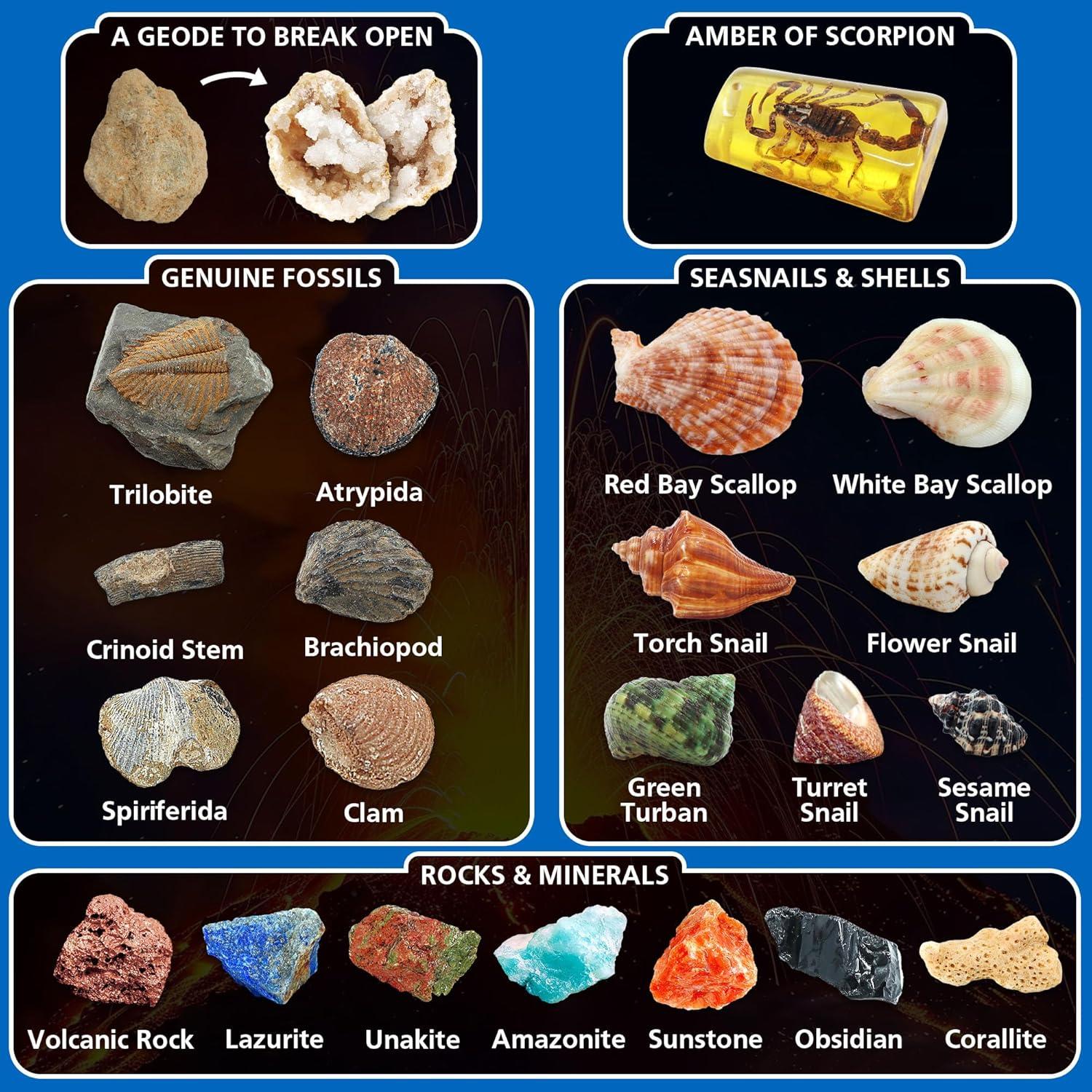 Kit de Excavación de Fósiles PIBEX 20+ Especímenes STEM