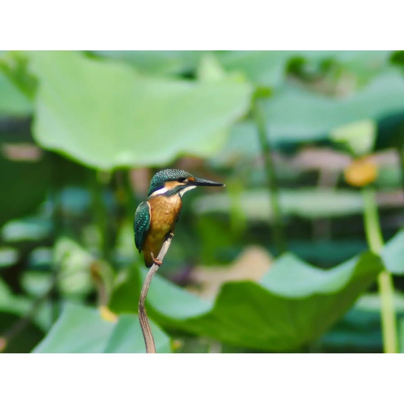 Lente Telefoto Zoom Lightdow 420-800mm F8.3 para Canon