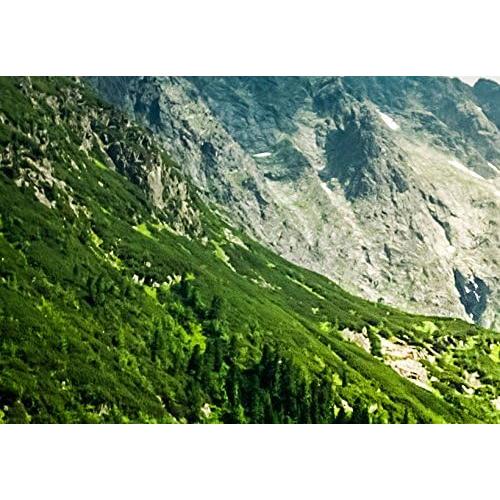 Lienzo Acústico Artgeist 100x50 cm 5 Piezas Naturaleza