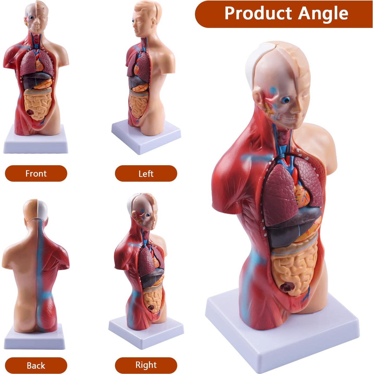 Modelo de Torso Humano Breesky 15 Piezas 13.7x8.6 cm