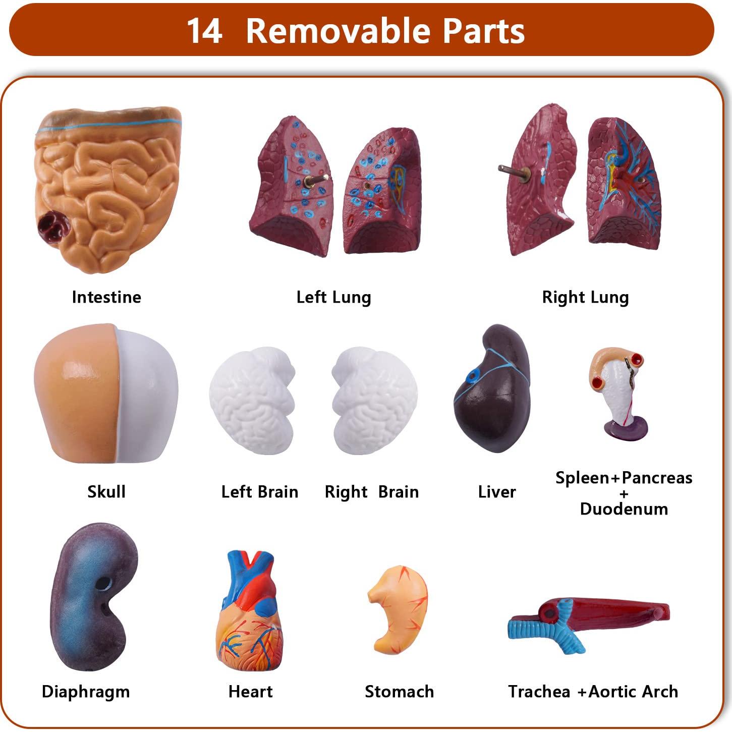 Modelo de Torso Humano Breesky 15 Piezas 13.7x8.6 cm