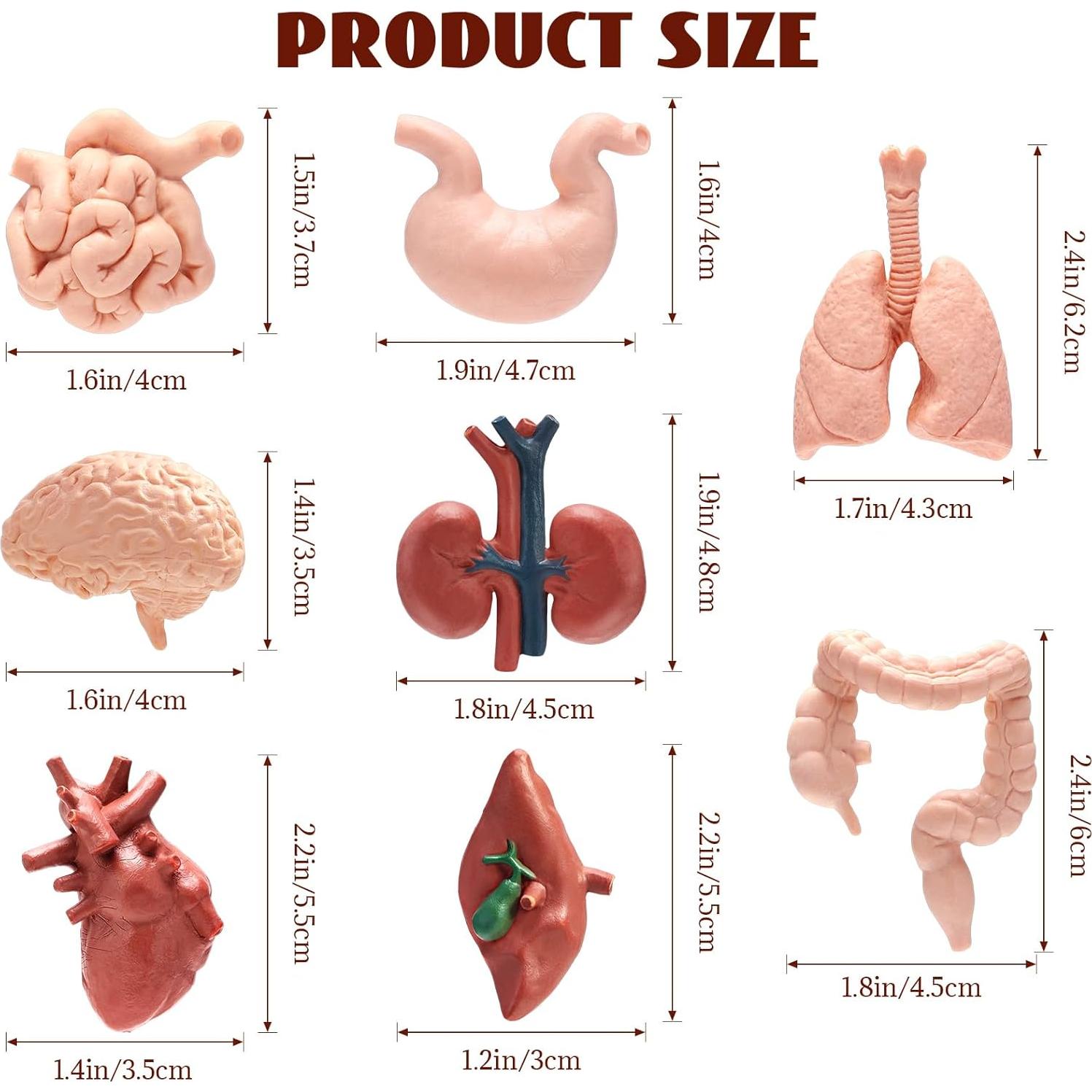 Modelo de Cuerpo Humano 3D 8 Piezas VICROIC para Estudio