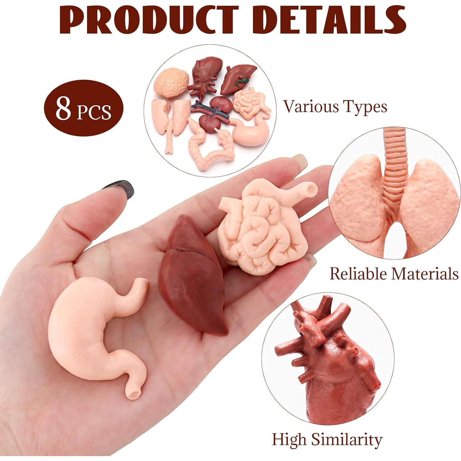 Modelo de Cuerpo Humano 3D 8 Piezas VICROIC para Estudio