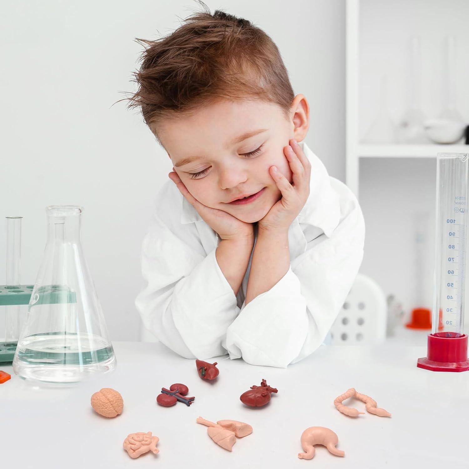 Modelo de Cuerpo Humano 3D 8 Piezas VICROIC para Estudio