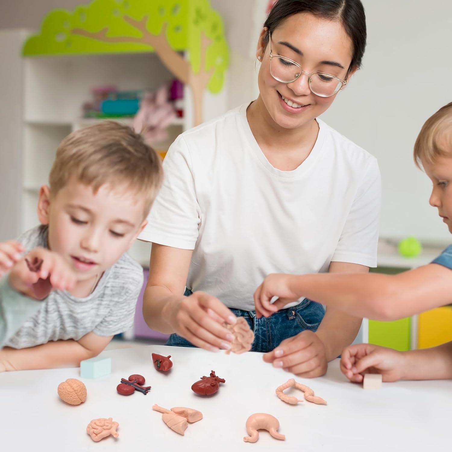 Modelo de Cuerpo Humano 3D 8 Piezas VICROIC para Estudio