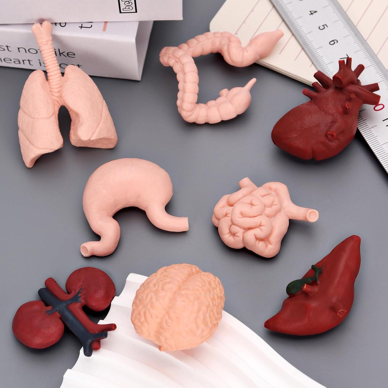 Modelo de Cuerpo Humano 3D 8 Piezas VICROIC para Estudio