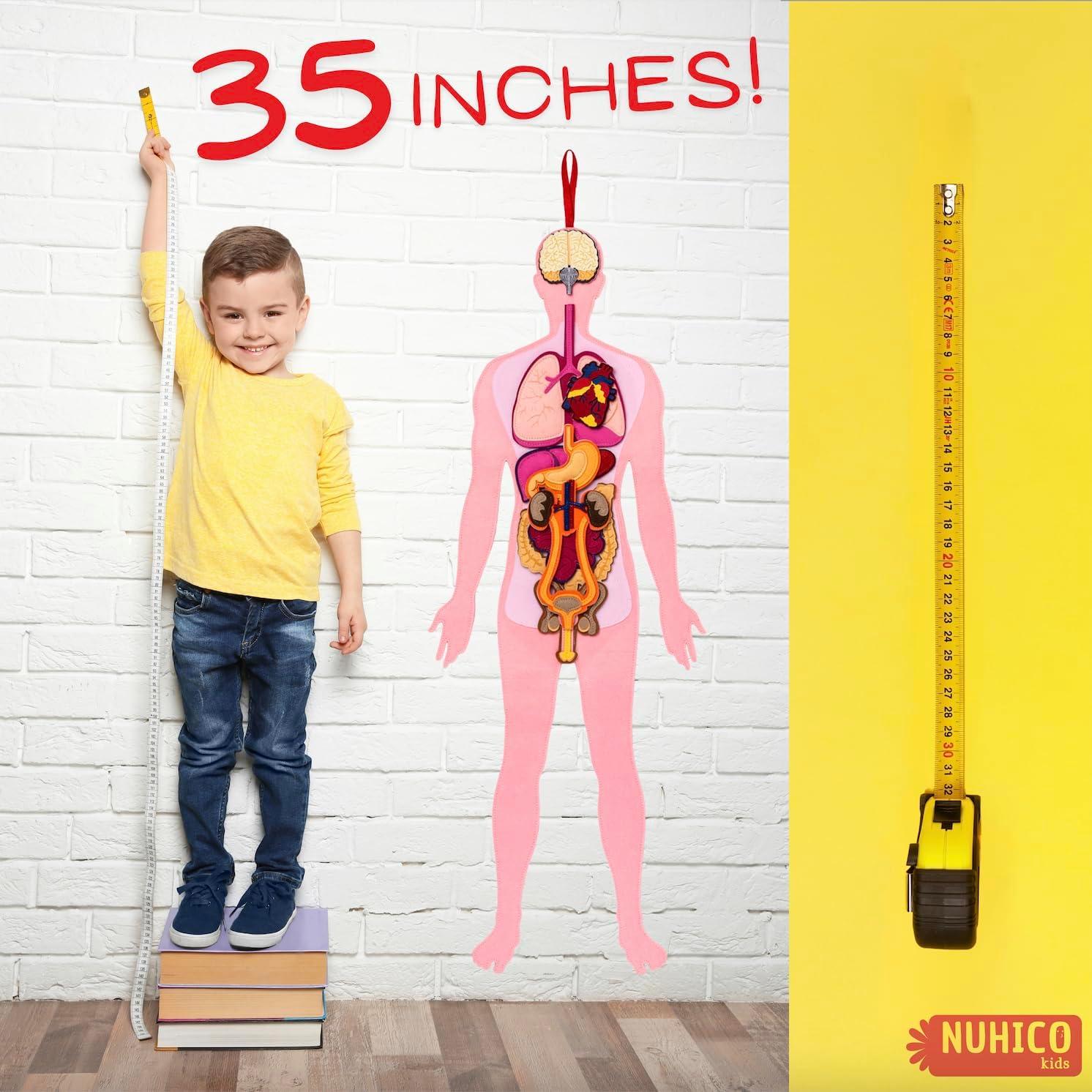 Modelo de Anatomía Humana Hebei 90.2 cm 30 Piezas Educativo