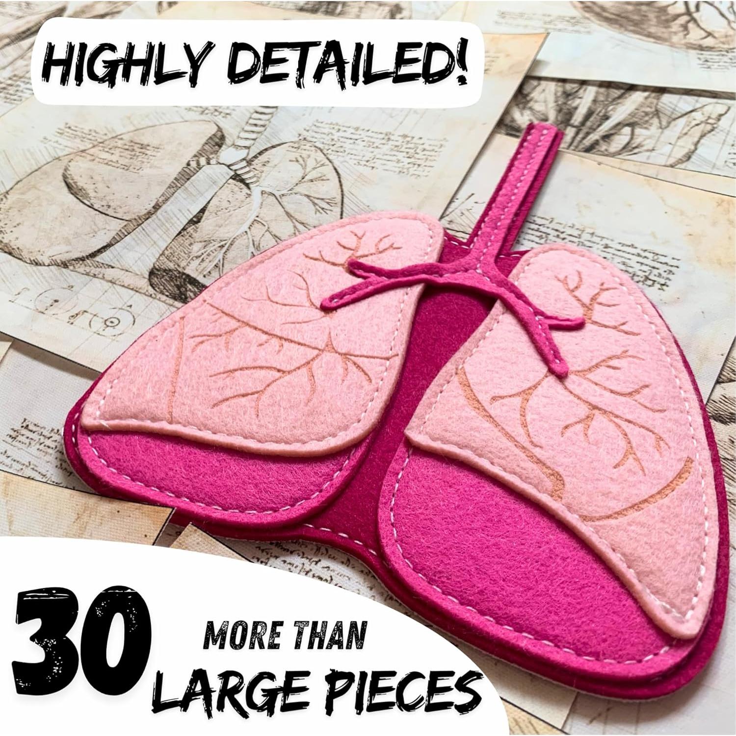 Modelo de Anatomía Humana Hebei 90.2 cm 30 Piezas Educativo