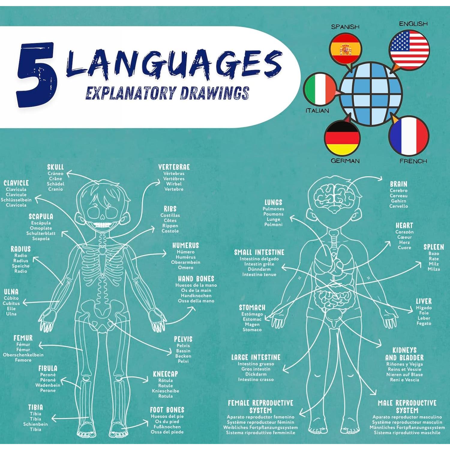 Modelo de Anatomía Humana Hebei 90.2 cm 30 Piezas Educativo