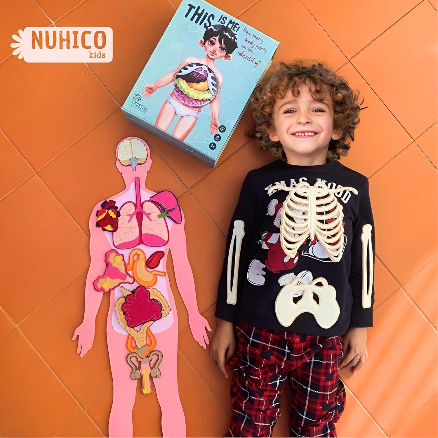 Modelo de Anatomía Humana Hebei 90.2 cm 30 Piezas Educativo