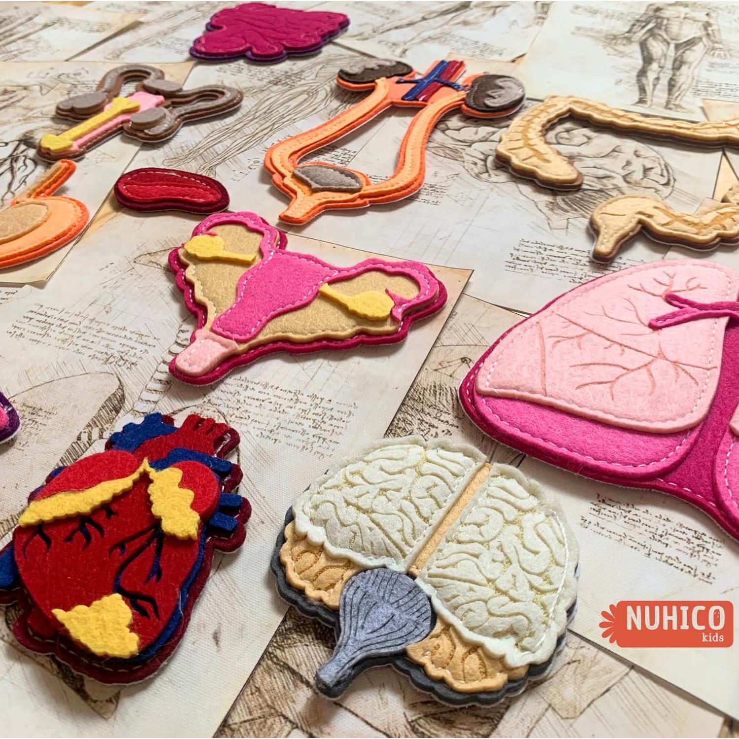 Modelo de Anatomía Humana Hebei 90.2 cm 30 Piezas Educativo