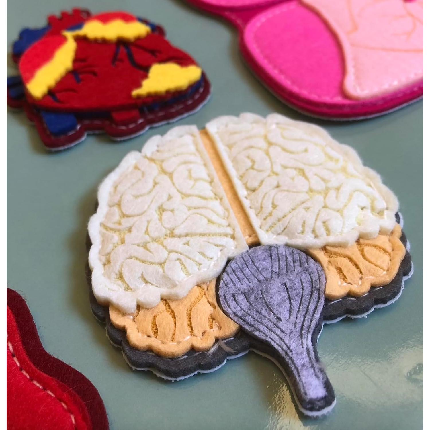 Modelo de Anatomía Humana Hebei 90.2 cm 30 Piezas Educativo