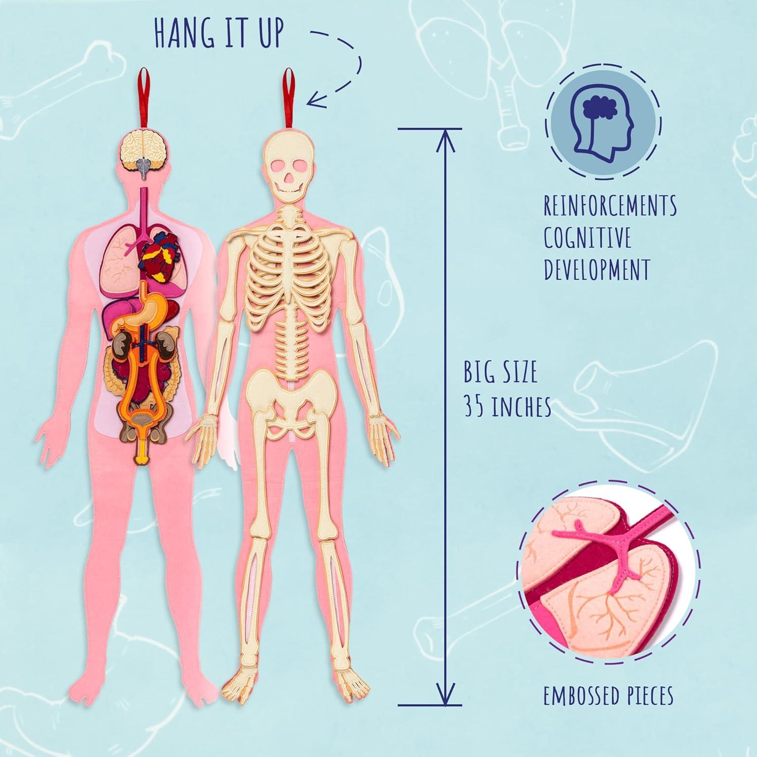 Modelo de Anatomía Humana Hebei 90.2 cm 30 Piezas Educativo