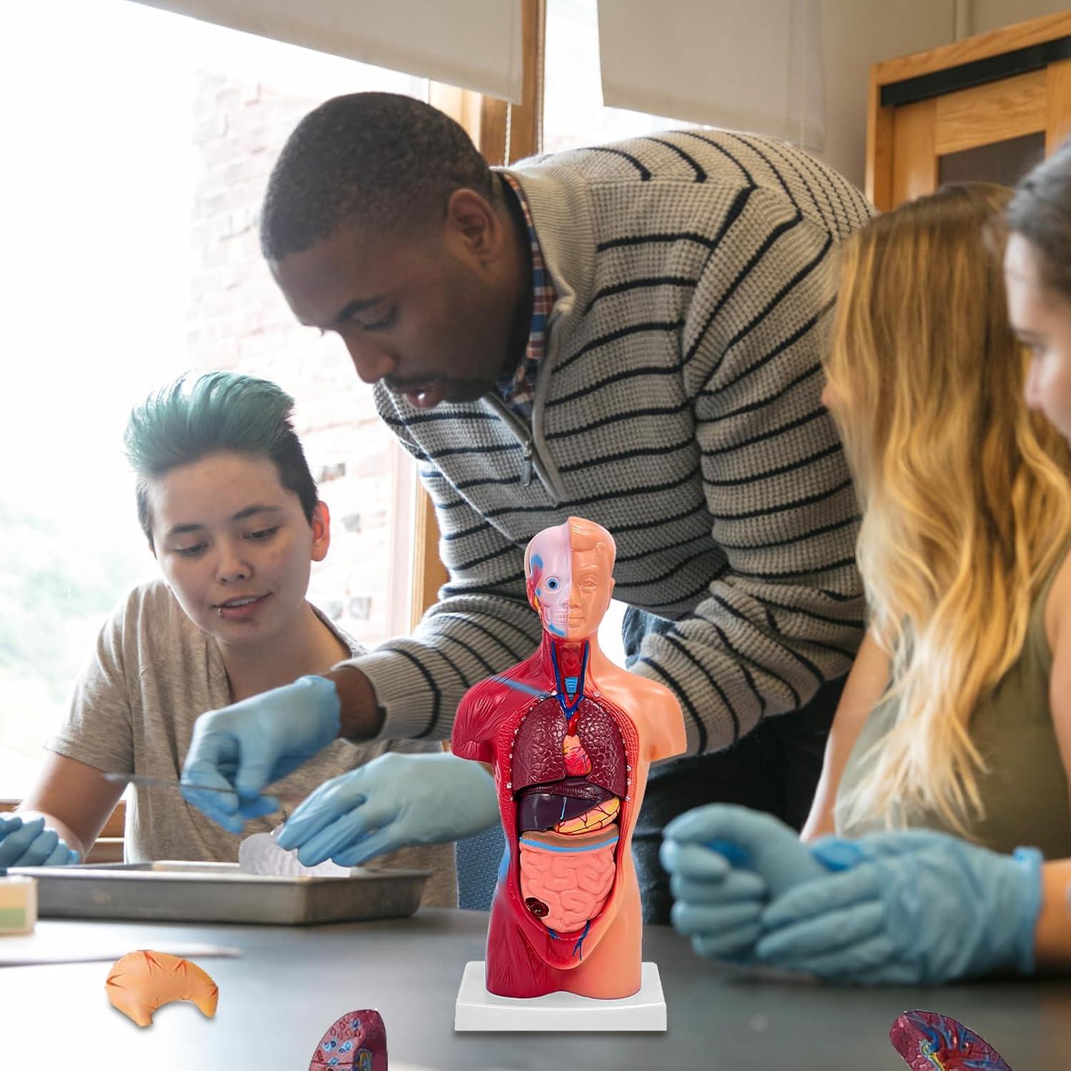 Modelo de Cuerpo Humano 27.94 cm 15 Partes Desmontables Ceonam