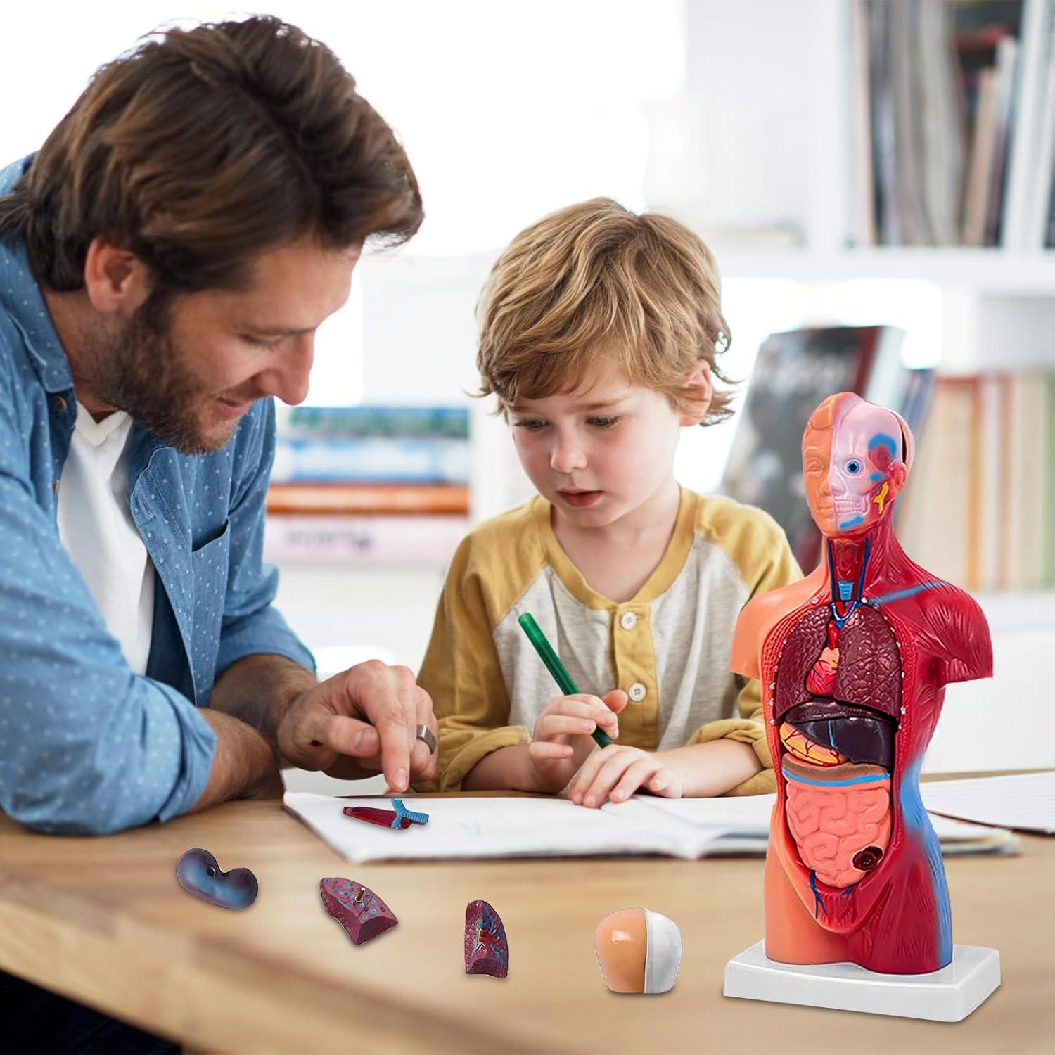 Modelo de Cuerpo Humano 27.94 cm 15 Partes Desmontables Ceonam