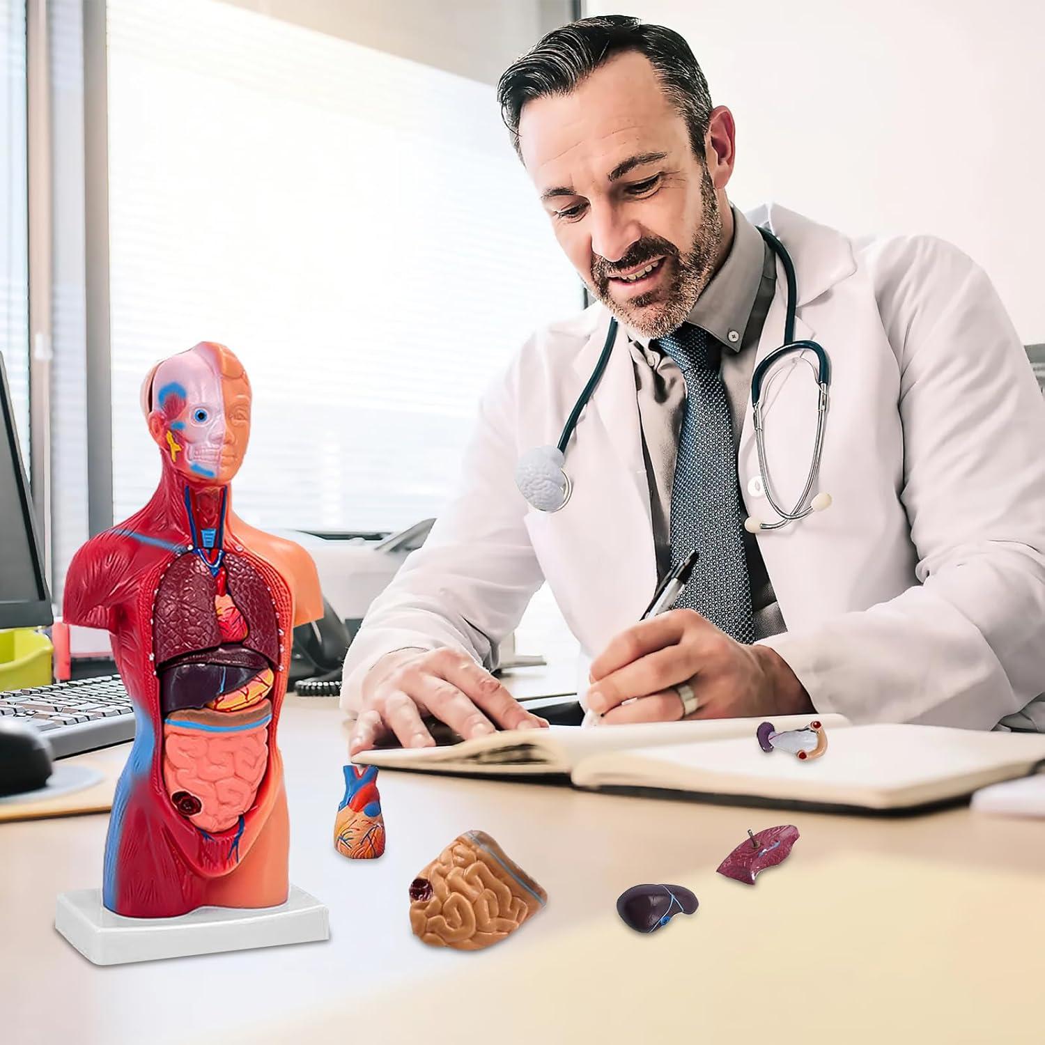 Modelo de Cuerpo Humano 27.94 cm 15 Partes Desmontables Ceonam