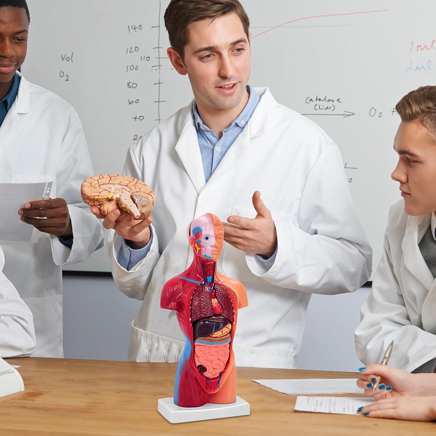 Modelo de Cuerpo Humano 27.94 cm 15 Partes Desmontables Ceonam