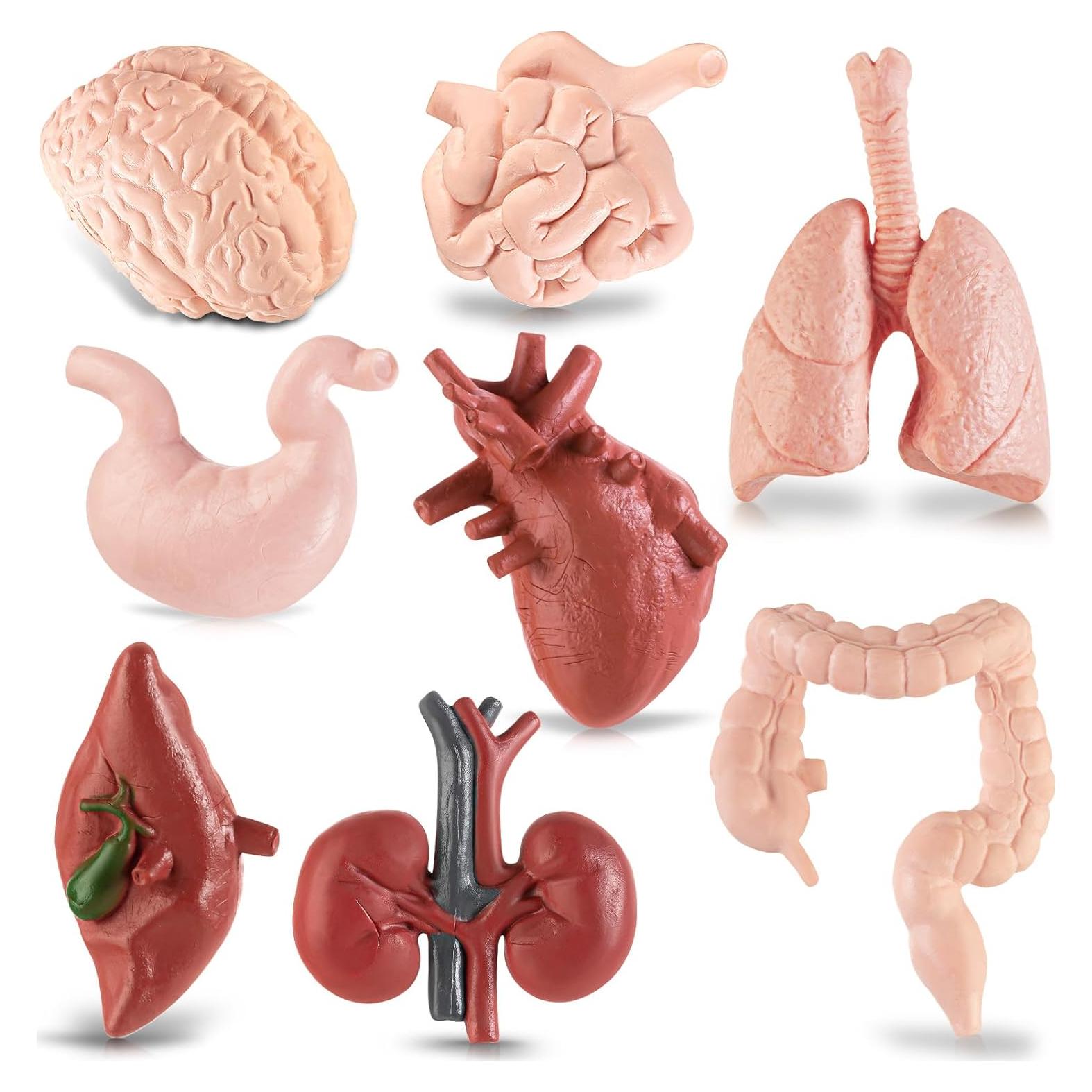 Modelo Mini Cuerpo Humano HFAYDZSW 8 Piezas Educativas