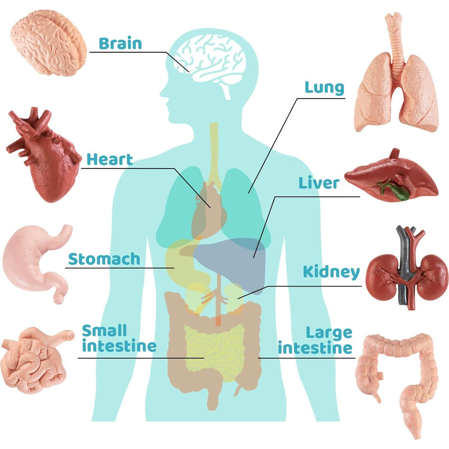 Modelo Mini Cuerpo Humano HFAYDZSW 8 Piezas Educativas