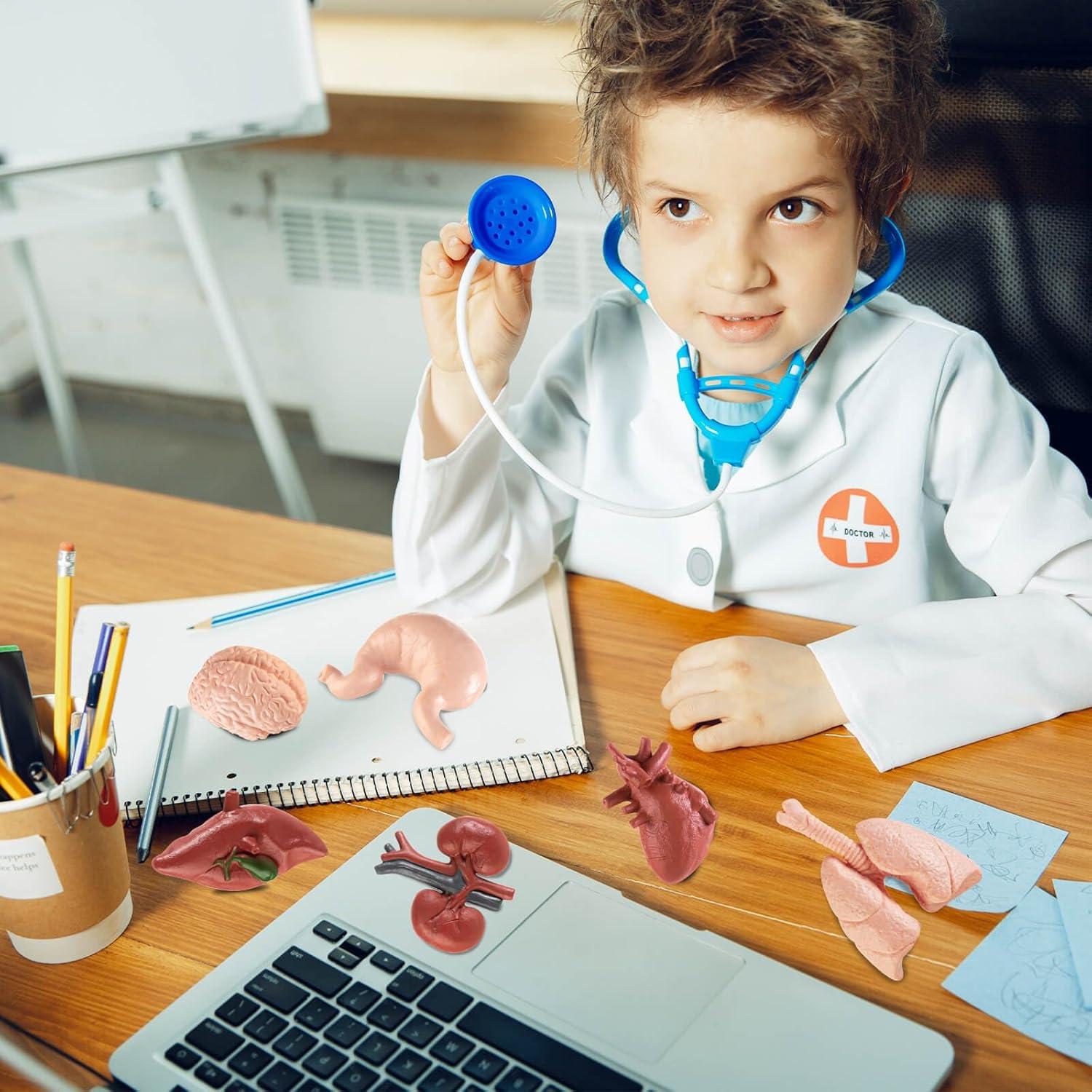 Modelo Mini Cuerpo Humano HFAYDZSW 8 Piezas Educativas