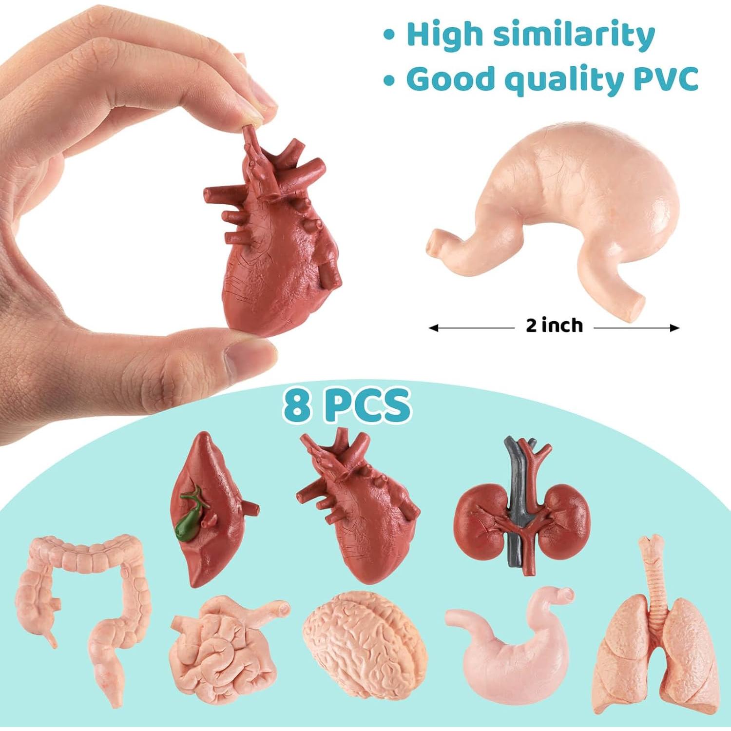 Modelo Mini Cuerpo Humano HFAYDZSW 8 Piezas Educativas