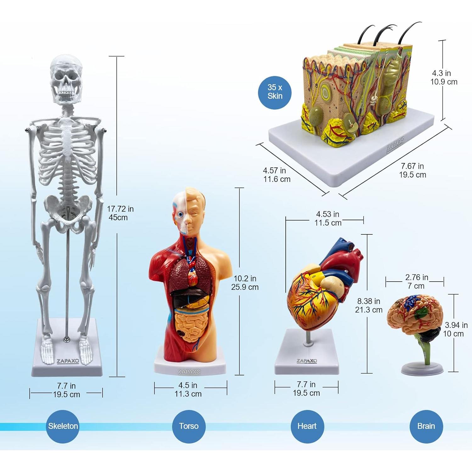 Juego de Modelos de Anatomía Humana ZAPAXO 5 en 1 con Bolsa