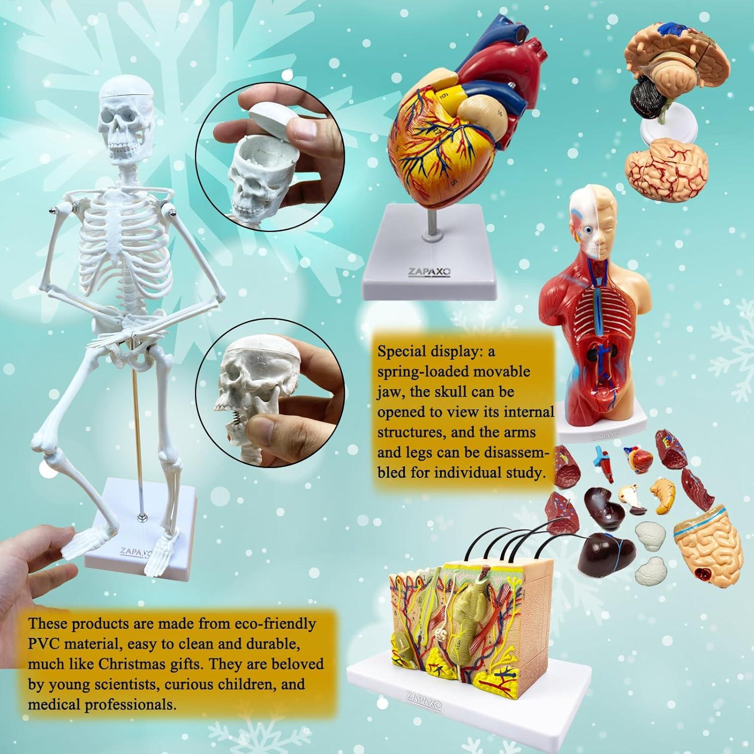 Juego de Modelos de Anatomía Humana ZAPAXO 5 en 1 con Bolsa
