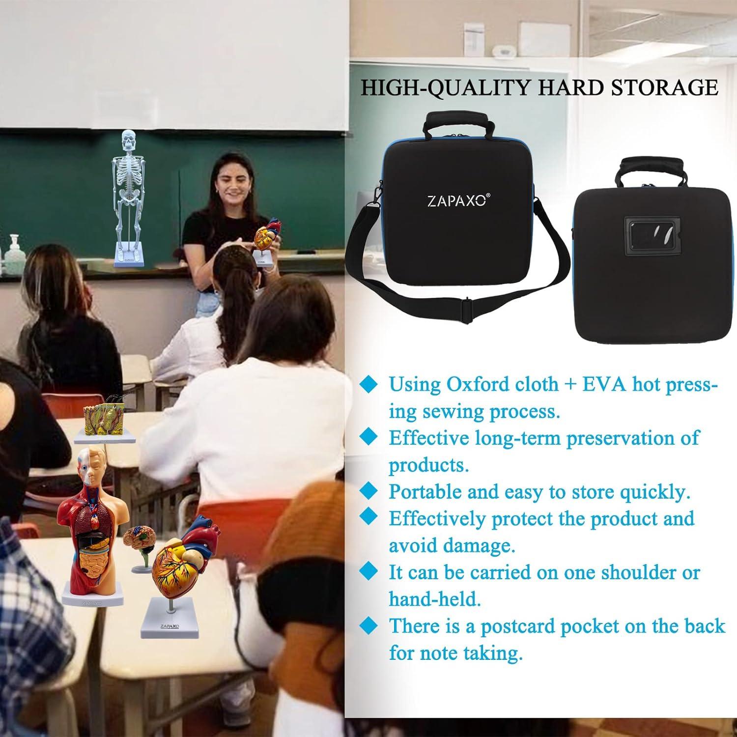 Juego de Modelos de Anatomía Humana ZAPAXO 5 en 1 con Bolsa