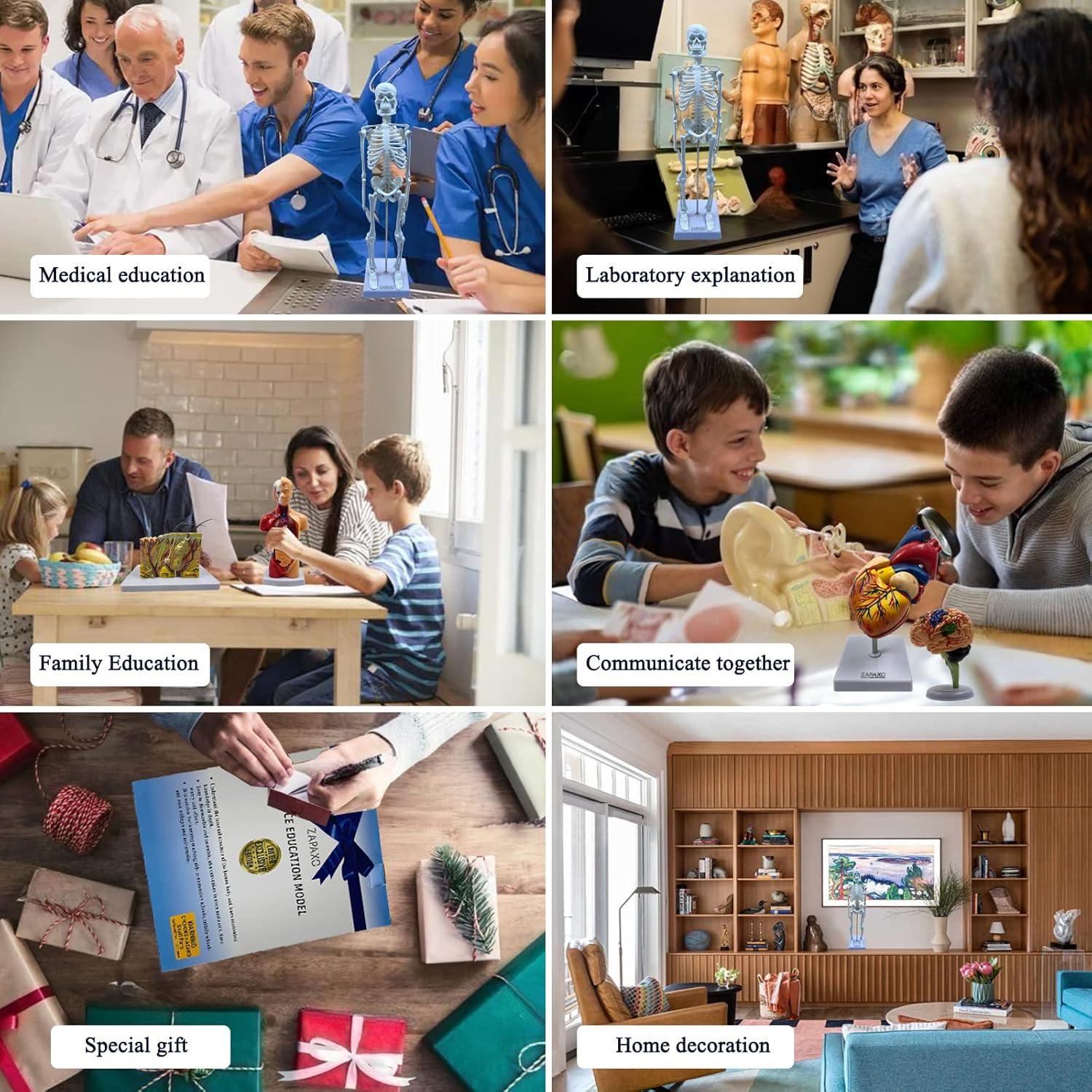 Juego de Modelos de Anatomía Humana ZAPAXO 5 en 1 con Bolsa