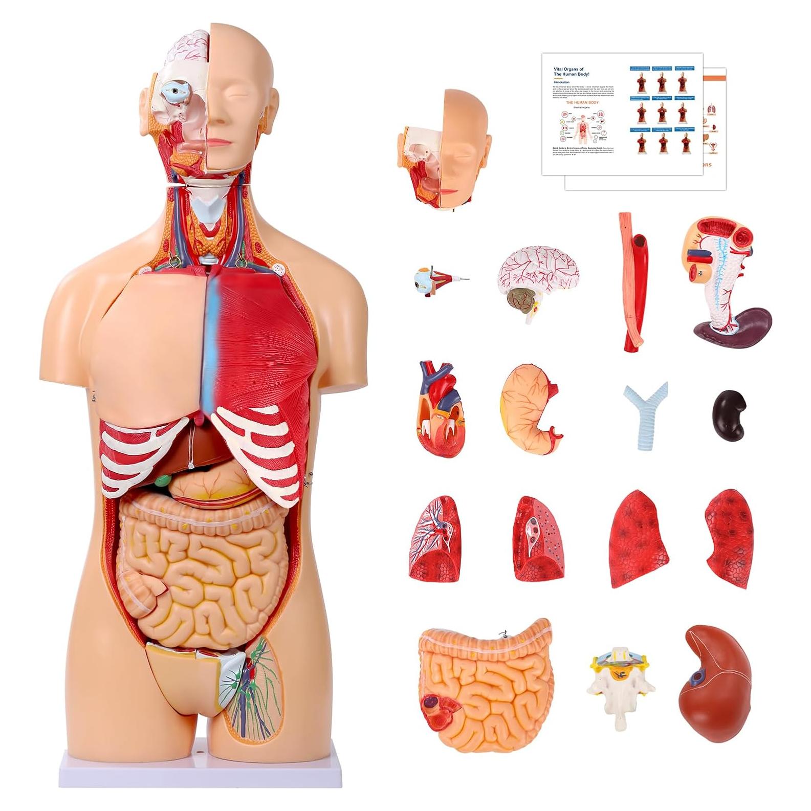 Modelo de Anatomía del Torso Humano SFXYJ 85cm, 32 Partes