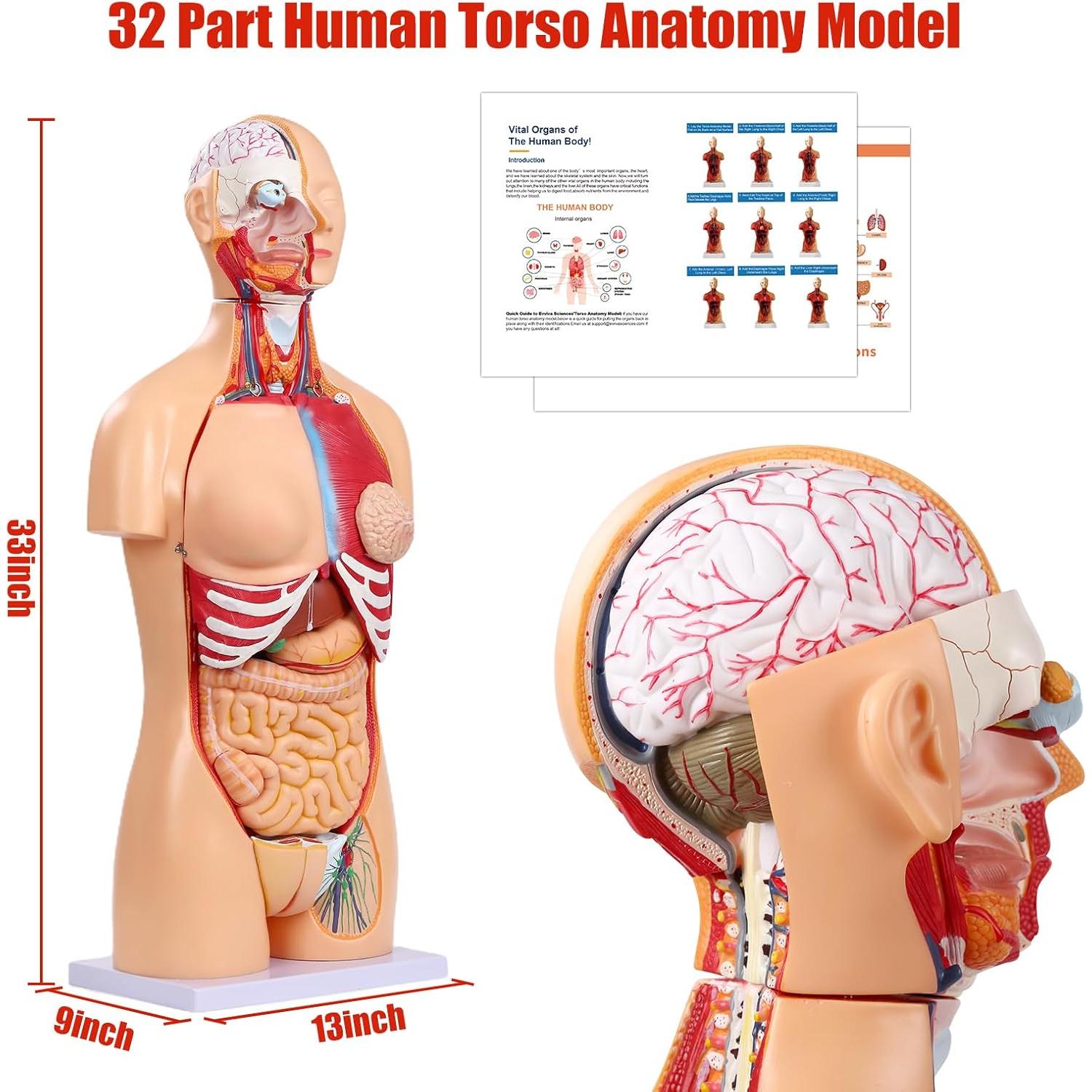 Modelo de Anatomía del Torso Humano SFXYJ 85cm, 32 Partes
