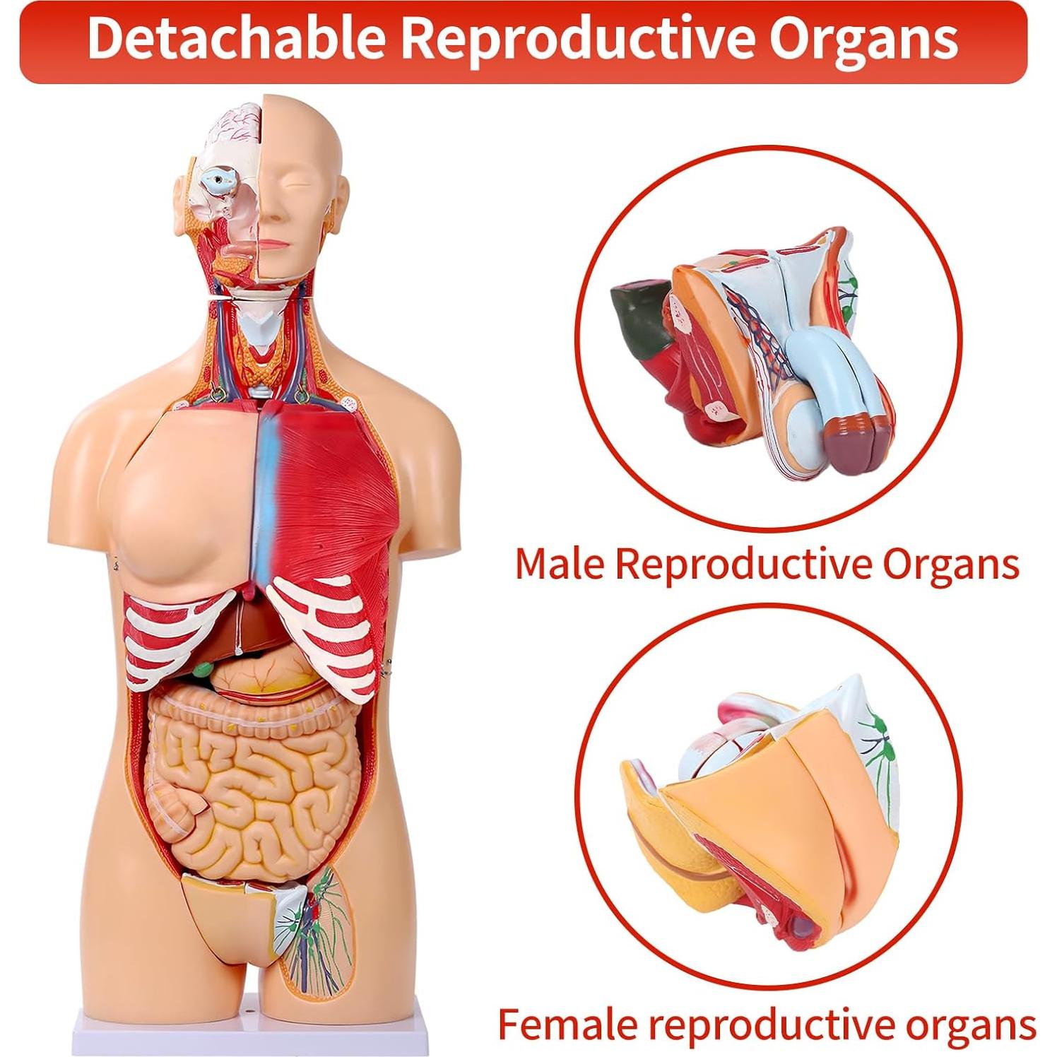 Modelo de Anatomía del Torso Humano SFXYJ 85cm, 32 Partes
