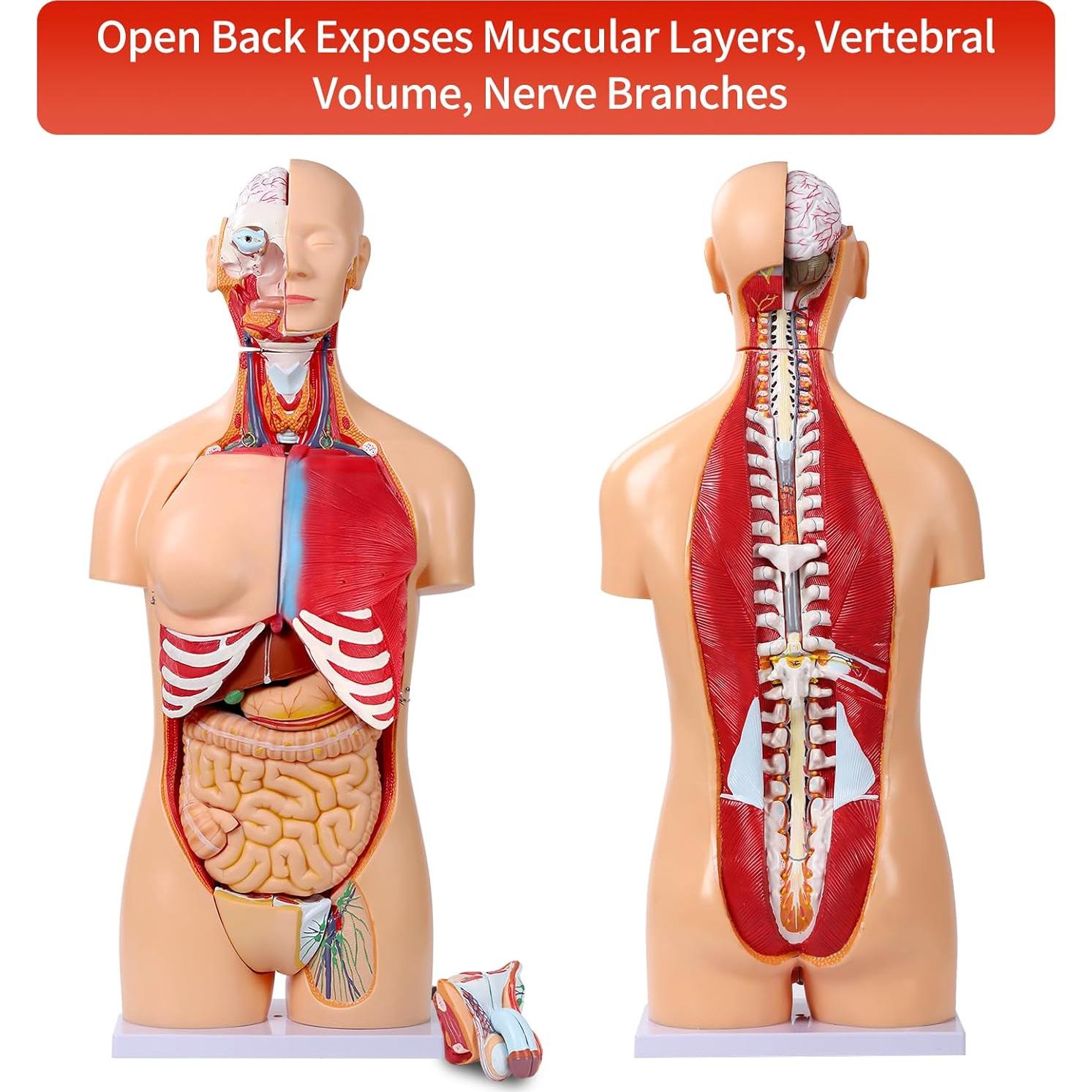 Modelo de Anatomía del Torso Humano SFXYJ 85cm, 32 Partes