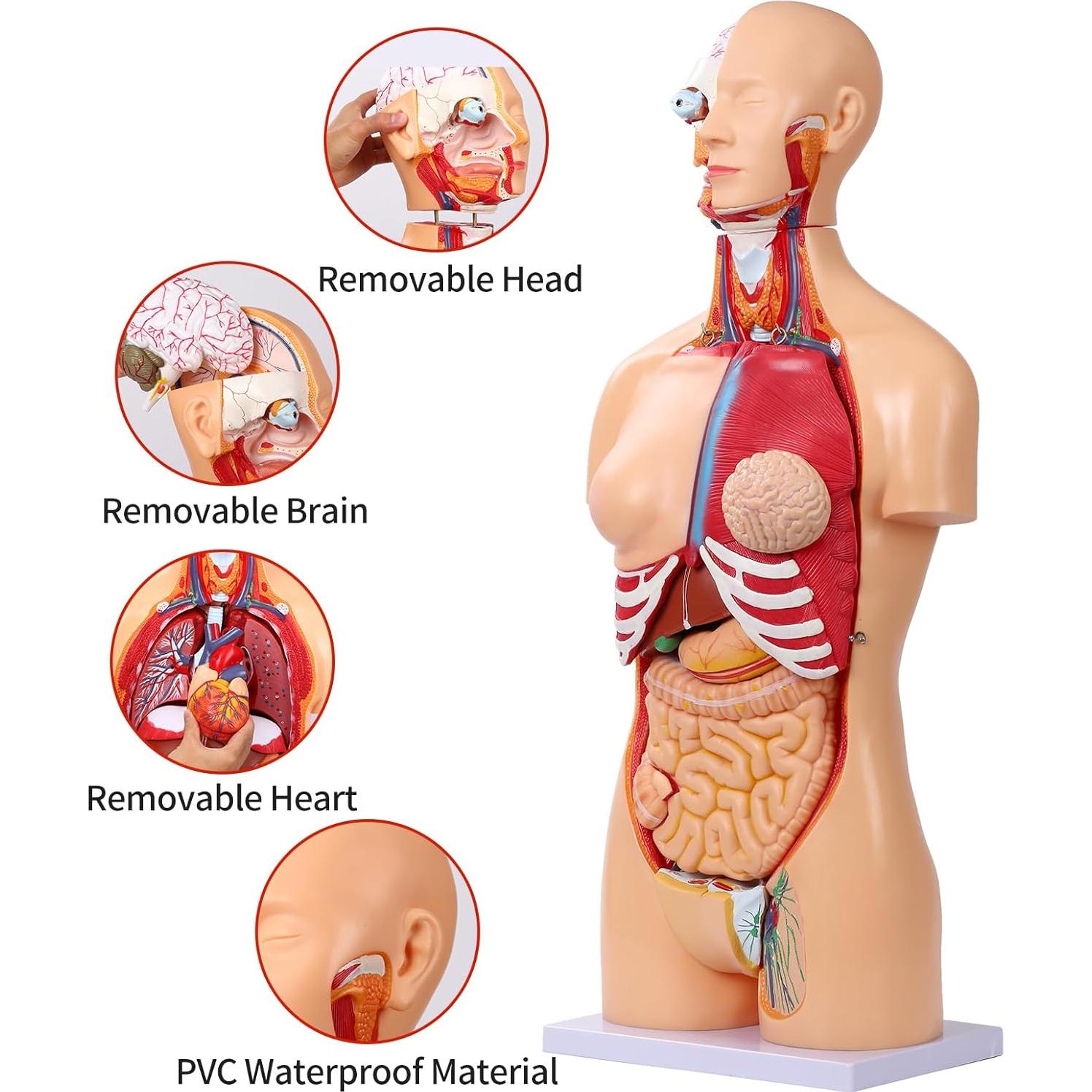 Modelo de Anatomía del Torso Humano SFXYJ 85cm, 32 Partes
