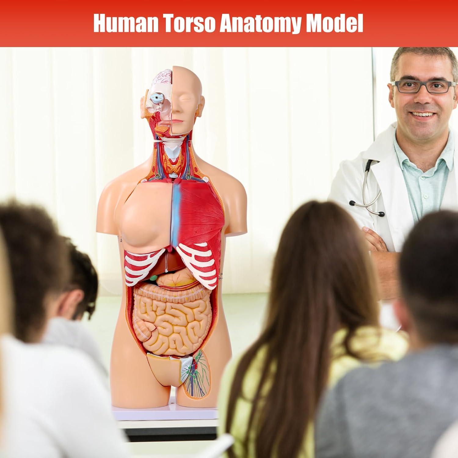 Modelo de Anatomía del Torso Humano SFXYJ 85cm, 32 Partes
