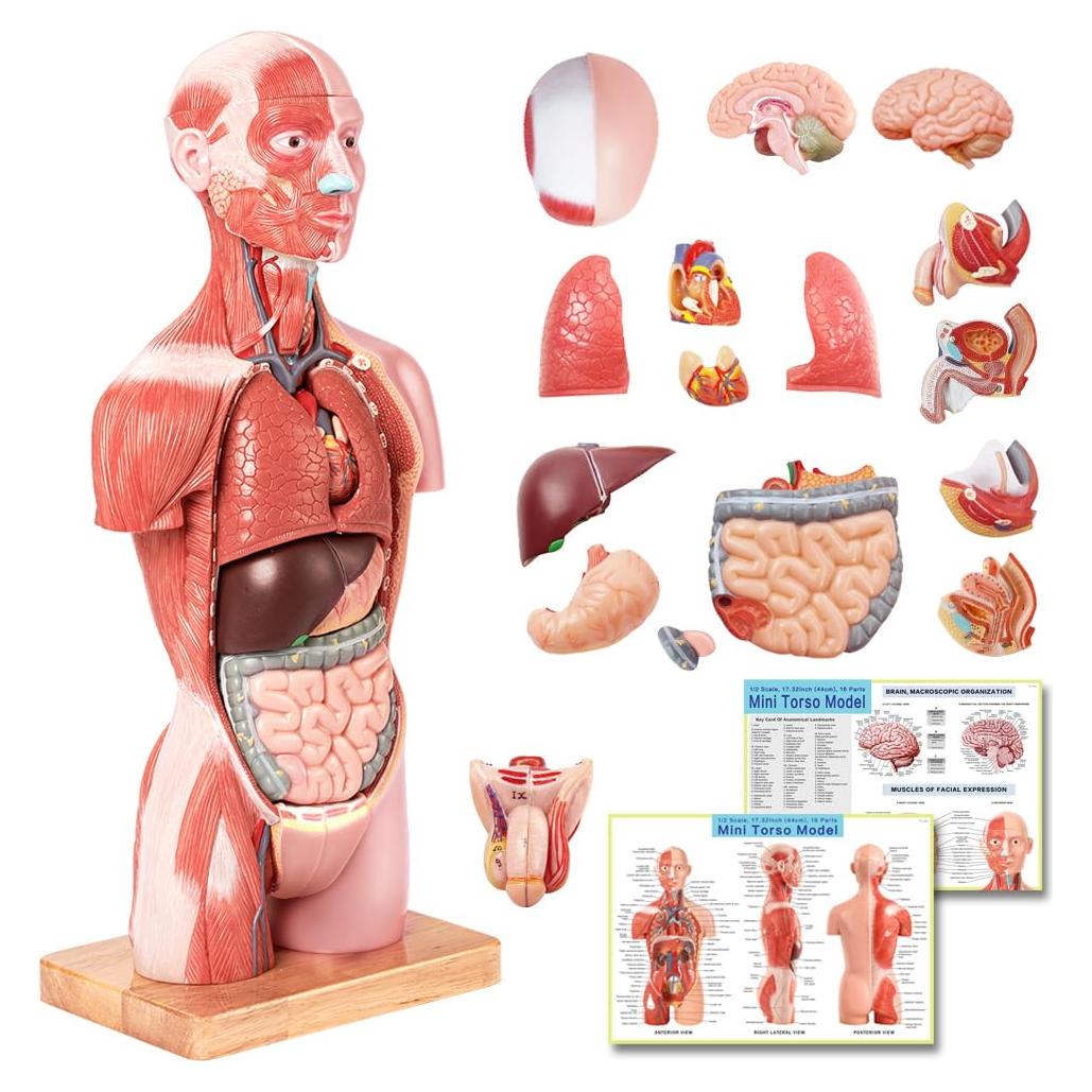 Modelo de Anatomía Humana EVOTECH 2025, 16 Piezas 43 cm