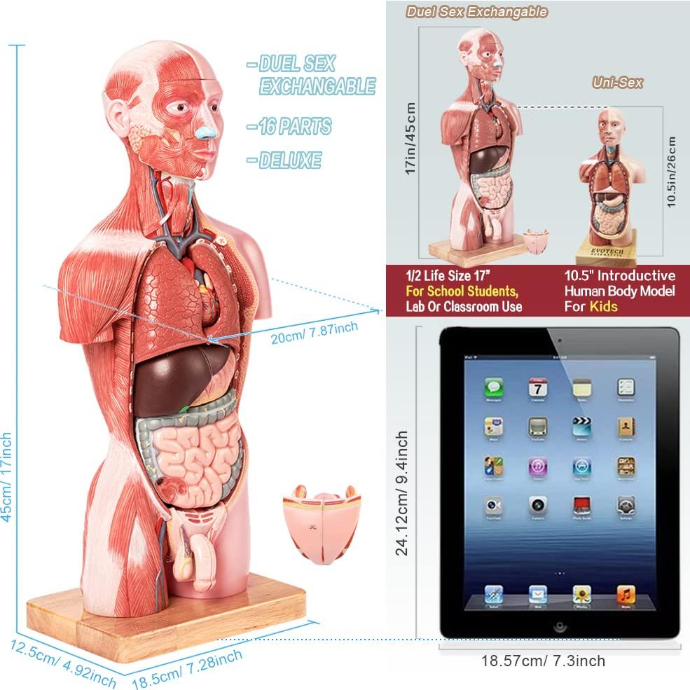 Modelo de Anatomía Humana EVOTECH 2025, 16 Piezas 43 cm