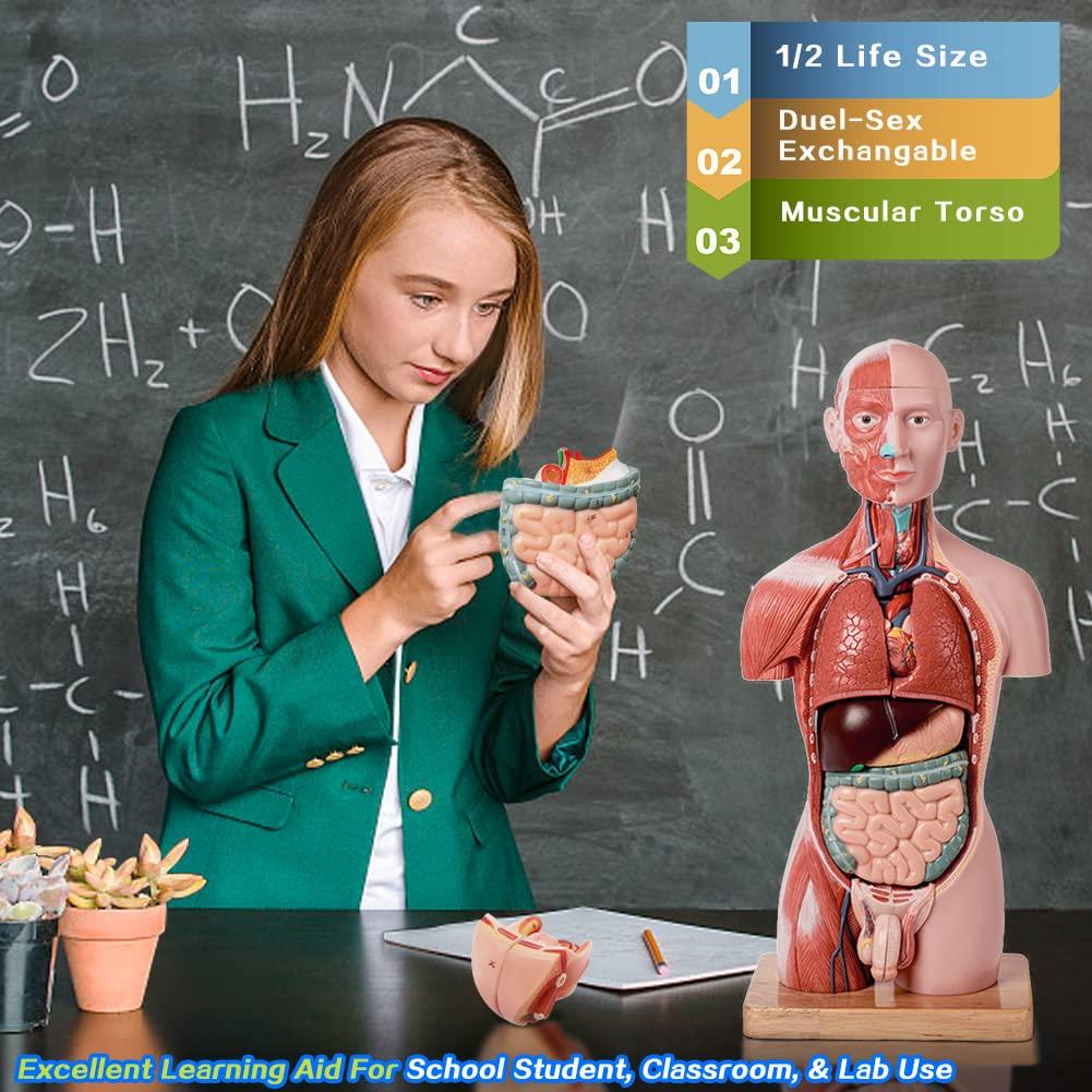 Modelo de Anatomía Humana EVOTECH 2025, 16 Piezas 43 cm