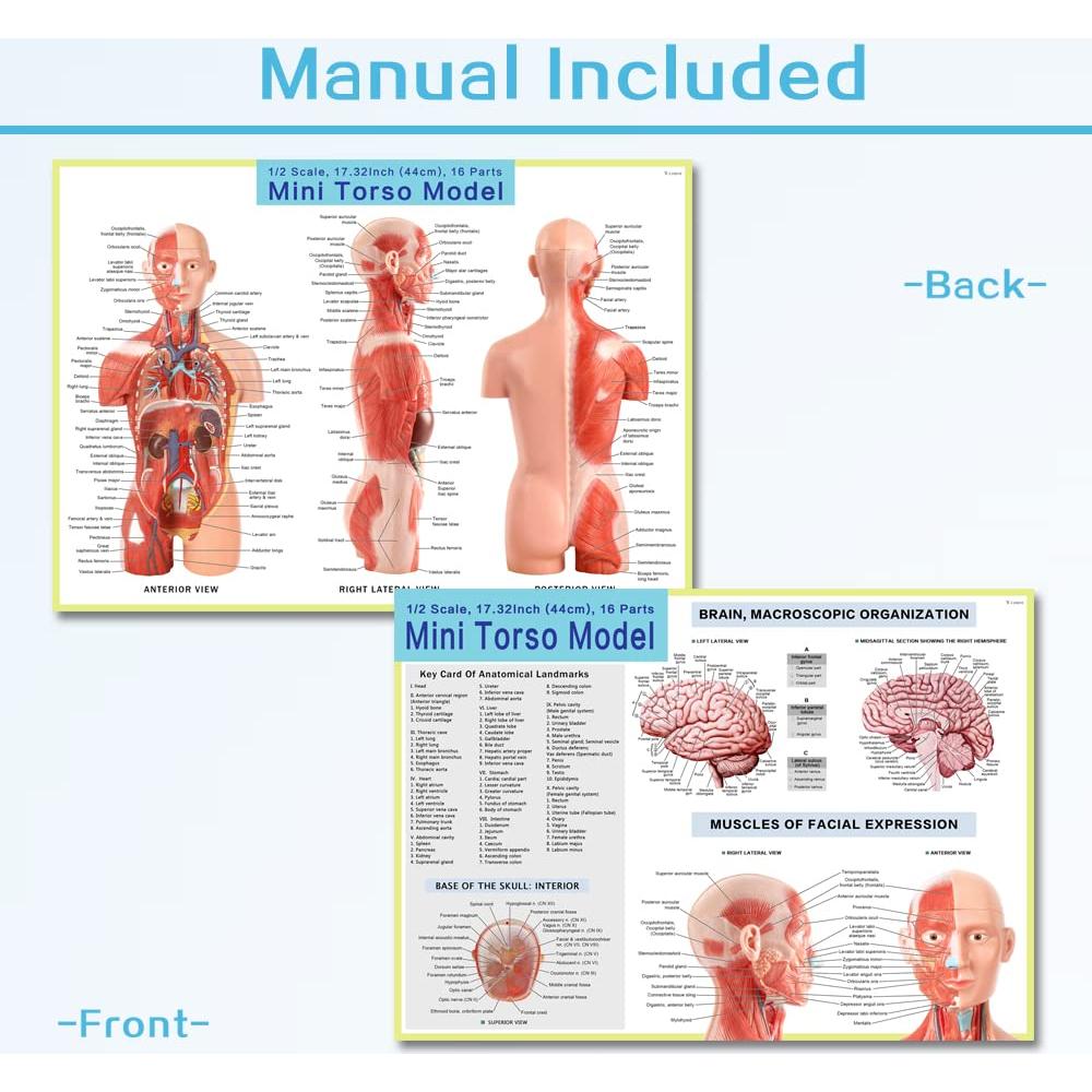 Modelo de Anatomía Humana EVOTECH 2025, 16 Piezas 43 cm