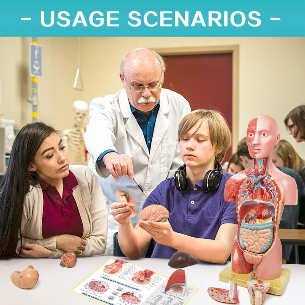 Modelo de Anatomía Humana EVOTECH 2025, 16 Piezas 43 cm