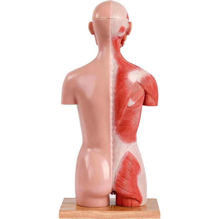 Modelo de Anatomía Humana EVOTECH 2025, 16 Piezas 43 cm