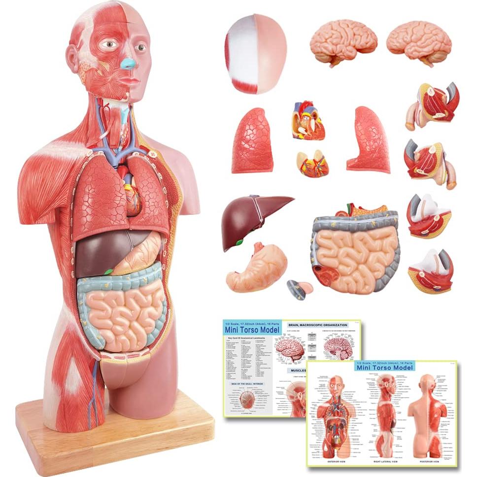 Modelo de Anatomía Humana EVOTECH 2025, 16 Piezas 43 cm