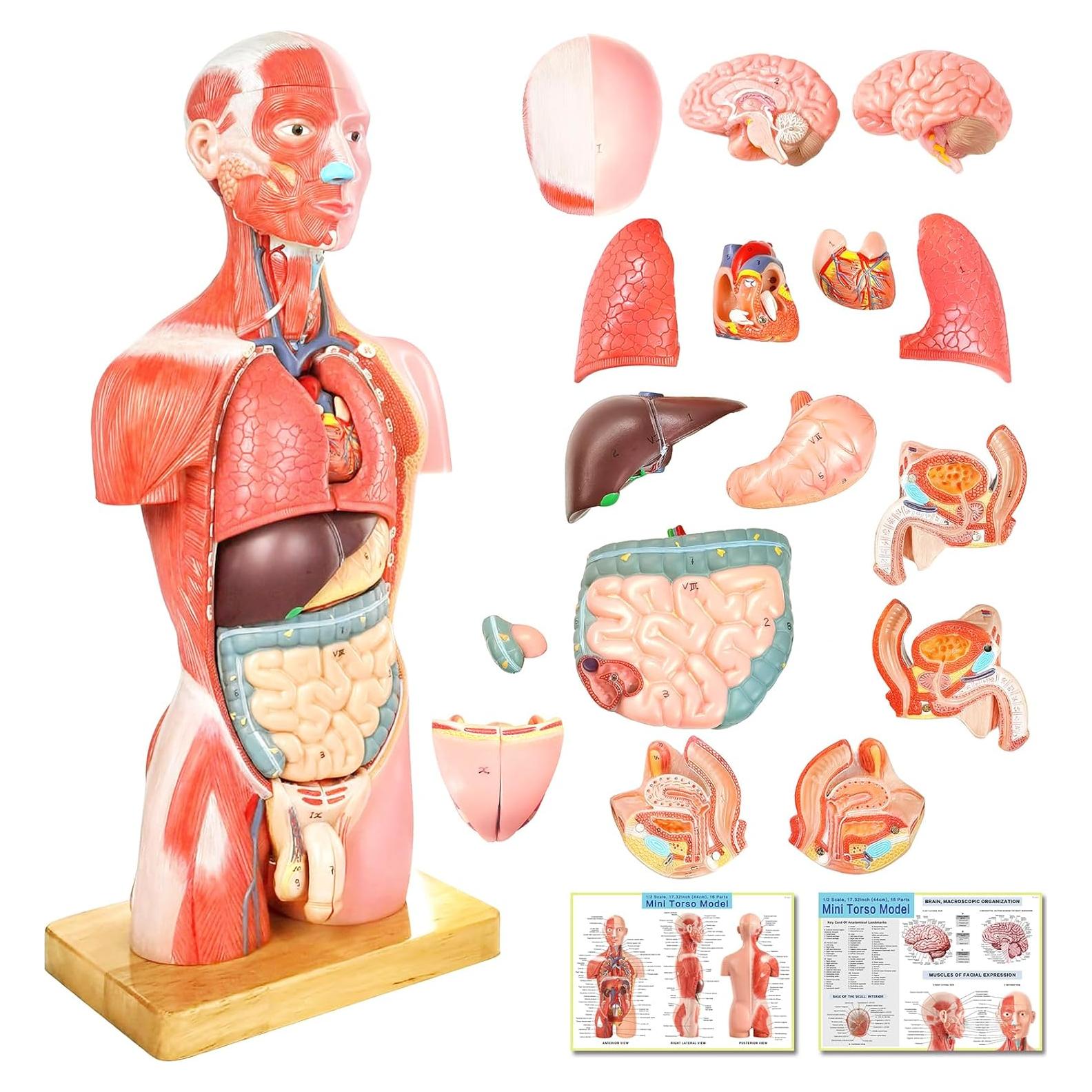 Modelo de Musculatura Humana New Horizon Deluxe 43 cm 16 Piezas