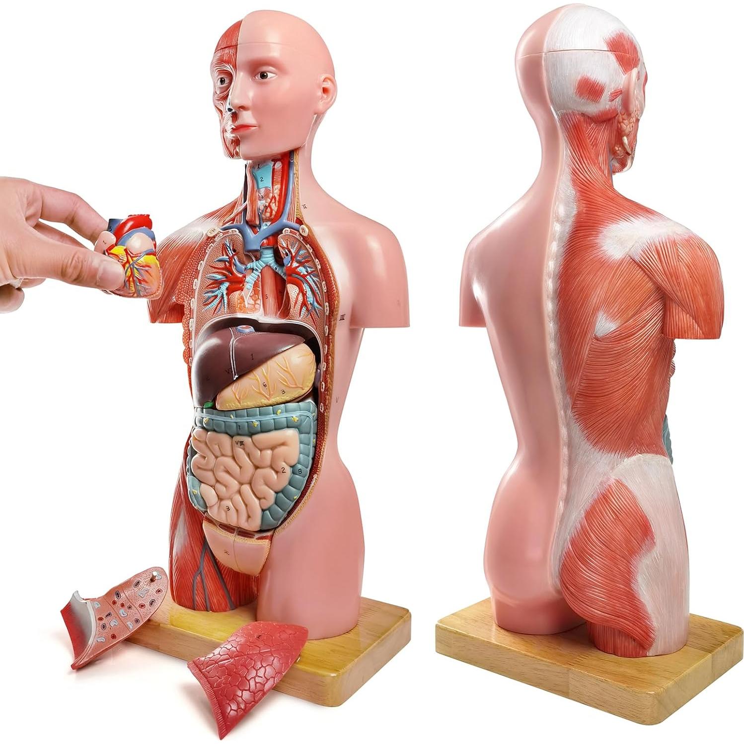 Modelo de Musculatura Humana New Horizon Deluxe 43 cm 16 Piezas