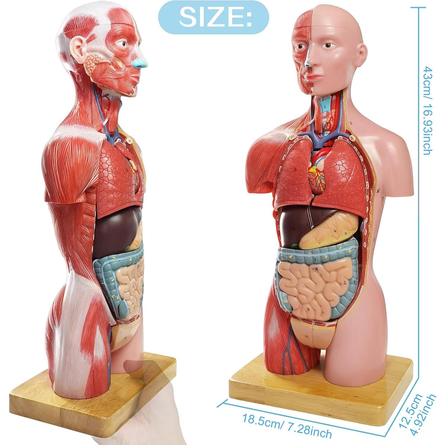 Modelo de Musculatura Humana New Horizon Deluxe 43 cm 16 Piezas