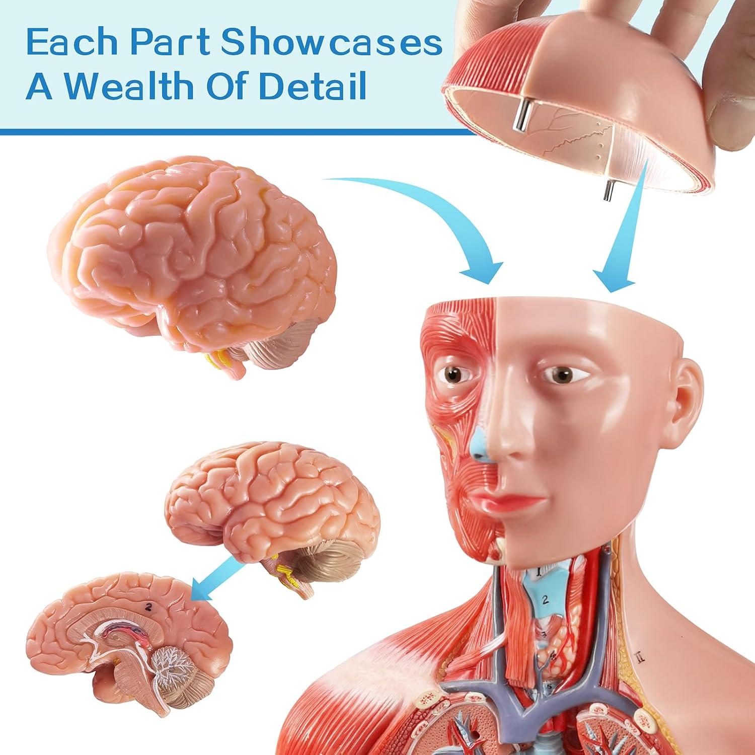 Modelo de Musculatura Humana New Horizon Deluxe 43 cm 16 Piezas